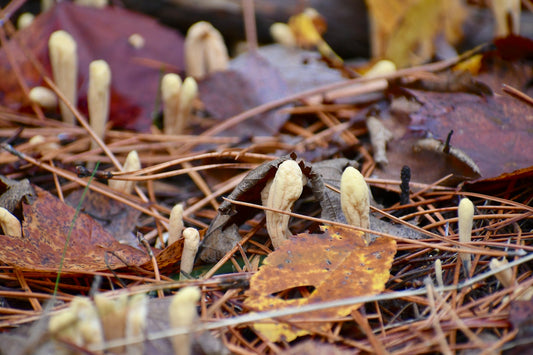 Piccoli funghi che crescono dal terreno